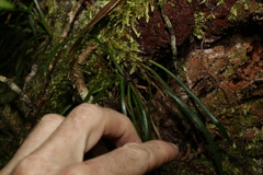 Notogrammitis billardierei