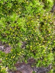 Orthotrichum