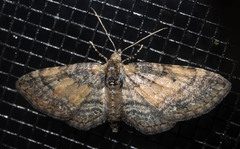 Eupithecia palpata