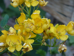 Senna pendula