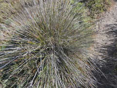 Juncus acutus leopoldii