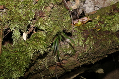 Notogrammitis billardierei