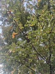 Cercis canadensis