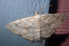 Melanolophia signataria