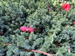 Juniperus procumbens