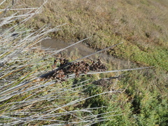 Juncus acutus leopoldii