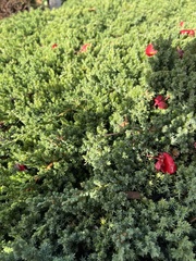 Juniperus procumbens
