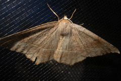 Eutrapela clemataria