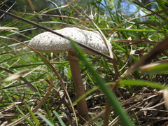 Macrolepiota