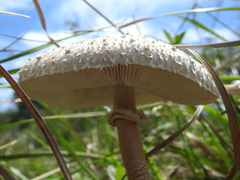 Macrolepiota