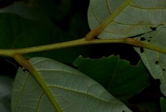 Cryptocarya hypospodia