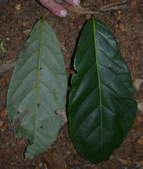 Cryptocarya hypospodia