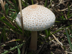 Macrolepiota
