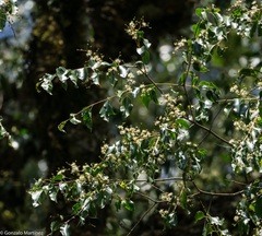 Blepharocalyx salicifolius