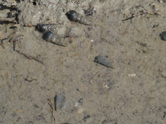 Cerithideopsis californica