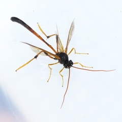 Therion circumflexum