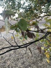 Cercis canadensis