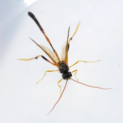 Therion circumflexum