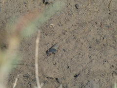 Cerithideopsis californica