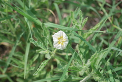 Chamaesaracha sordida