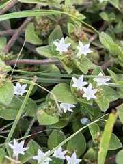 Richardia brasiliensis