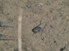 Cerithideopsis californica