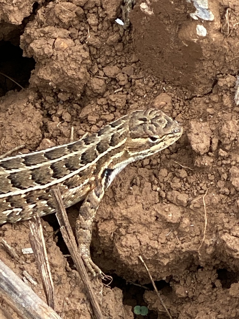 Bunch Grass Lizard