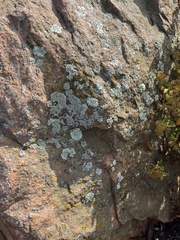 Candelariaceae