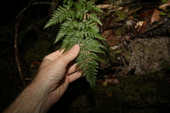 Davallia solida pyxidata