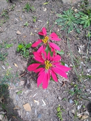 Euphorbia pulcherrima