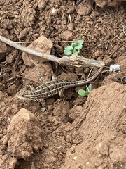 Sceloporus scalaris