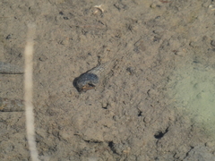 Cerithideopsis californica