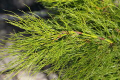 Baloskion tetraphyllum