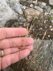 Agrostis mertensii