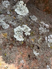 Candelariaceae