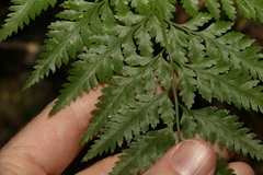 Davallia solida pyxidata