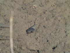 Cerithideopsis californica