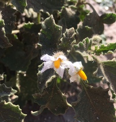 Solanum tweedianum