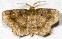 Metarranthis hypochraria