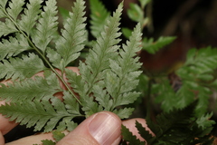 Davallia solida pyxidata