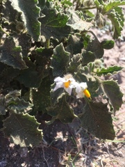 Solanum tweedianum
