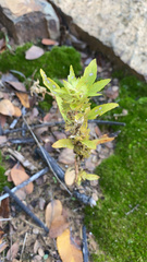 Acalypha