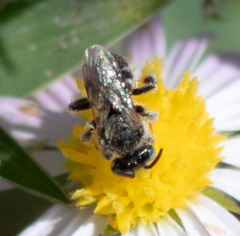 Anthophorula