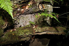 Davallia solida pyxidata