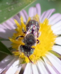 Anthophorula