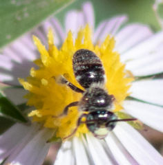 Anthophorula