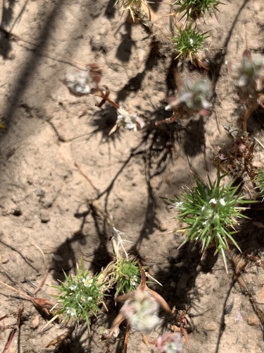 Furniss' Pincushionplant (Navarretia furnissii)