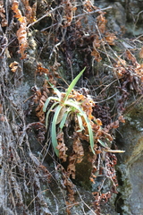 Dudleya lanceolata