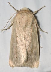 Mythimna oxygala