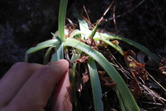 Dudleya lanceolata